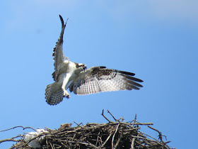 osprey landing