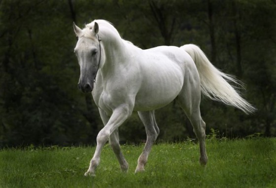 Beautiful Cute White Horse Pictures / Photos / Wallpapers / Running Horse