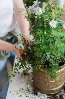 Planting spring annuals in recycled containers