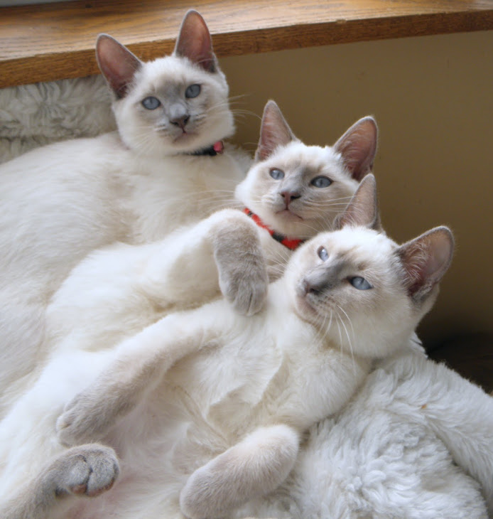 We have four lilac boys available ,Grayson and Summers .