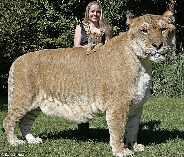 legs of a Tiger. The Liger