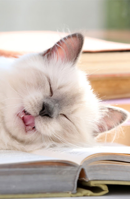 A cat sleeps with their head on a book and their tongue sticking out