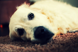 Golden retriever dog is resting on a mat, cute dogs pictures