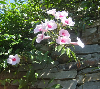 image by LeAnn, my garden, http://linenandlavender.blogspot.com/2010/03/adorazione-del-fiore.html