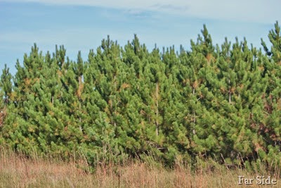 Normal Pines