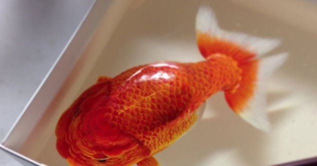  LUKISAN  IKAN 3D YANG MENARIK Teknik Menggambar