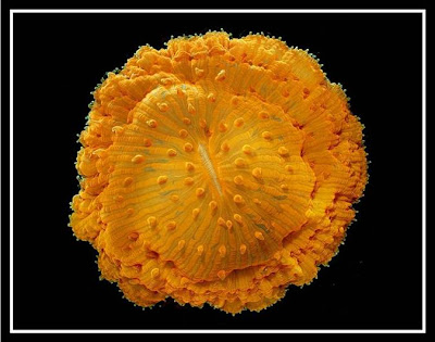 Olympus BioScapes competition: Coral