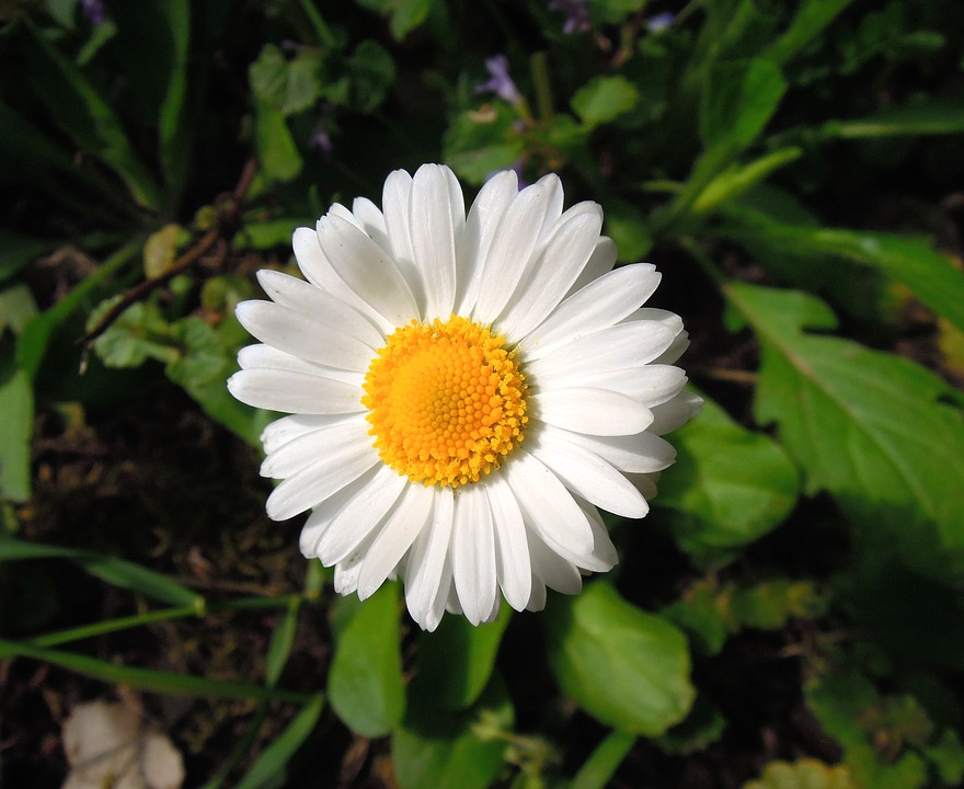  daisy flower 