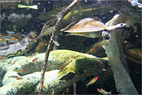 Tortuga Cabeza Roja del Amazonas en el Acuario de Boston