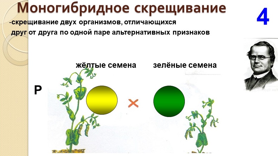 Скрещивание тема по биологии