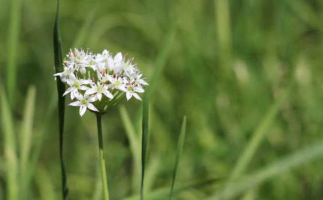 Garlic Chives Flowers Pictures