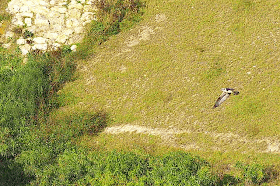 bird, Sea Hawk, Osprey, in flight