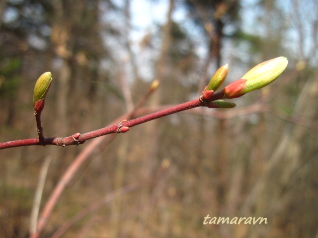 Клён бородатый / Клён бородчатонервный (Acer barbinerve)