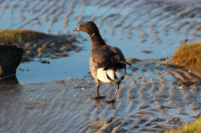 Rotgoes - Rotgans - Branta bernicla