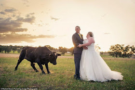 This bull almost ruined newlyweds photo shoot (9 pics), bull photobombs newlyweds photo shoot