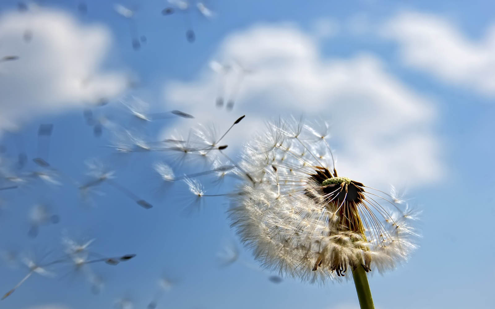 Dandelion Flower Wallpaper