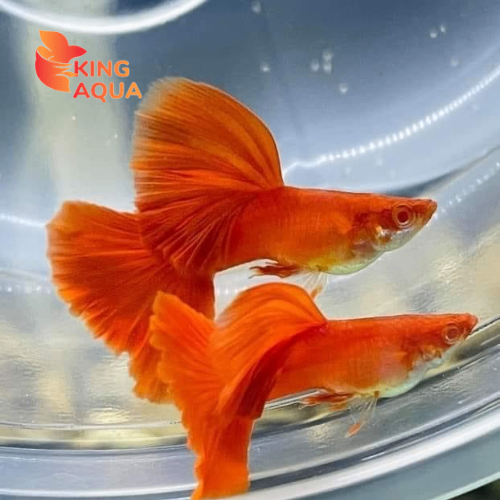CÁ BẢY MÀU FULL RED NHA TRANG GIÁ RẺ 25 K/CẶP