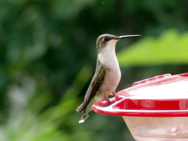 hummingbird feeder design