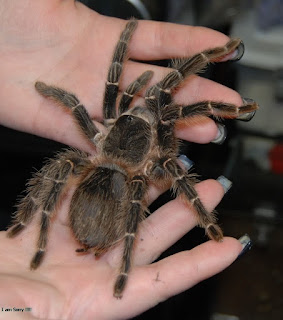 lasiodora parahybana care, lasiodora parahybana bite, lasiodora parahybana for sale, lasiodora parahybana sling, lasiodora parahybana sling care, lasiodora parahybana feeding, lasiodora parahybana enclosure, lasiodora parahybana female for sale, lasiodora parahybana male lifespan, lasiodora parahybana handling, lasiodora parahybana size, lasiodora parahybana age, lasiodora parahybana arachnoboards, lasiodora parahybana anatomy, lasiodora parahybana arachnea, lasiodora parahybana allegro, lasiodora parahybana aufzucht, lasiodora parahybana aggressive, lasiodora parahybana anfänger, lasiodora parahybana arachnophilia, lasiodora parahybana arahnea, lifespan of a lasiodora parahybana, lasiodora parahybana a vendre, lasiodora parahybana breeding, lasiodora parahybana brazilian salmon pink tarantula, lasiodora parahybana beginner, lasiodora parahybana burrow, lasiodora parahybana (brazilian salmon pink birdeater), lasiodora parahybana buy, lasiodora parahybana breeding report, lasiodora parahybana behavior, lasiodora parahybana vs theraphosa blondi, lasiodora parahybana cage setup, lasiodora parahybana cage, lasiodora parahybana color, lasiodora parahybana common name, lasiodora parahybana climbing, lasiodora parahybana chov, lasiodora parahybana cena, lasiodora parahybana cuidados, lasiodora parahybana co ile wylinka, lasiodora parahybana diet, lasiodora parahybana docile, lasiodora parahybana deutscher name, lasiodora parahybana długość życia, description lasiodora parahybana, lasiodora parahybana dla początkujących, lasiodora parahybana dymorfizm, lasiodora parahybana dorosły samiec, lasiodora parahybana distribution, lasiodora parahybana de vanzare, lasiodora parahybana egg sac, lasiodora parahybana enclosure size, lasiodora parahybana eating, lasiodora parahybana egg sac care, lasiodora parahybana eladó, lasiodora parahybana not eating, lasiodora parahybana etetése, lasiodora parahybana erfahrungsbericht, lasiodora parahybana eating mouse, lasiodora parahybana for beginners, lasiodora parahybana female, lasiodora parahybana for sale-philippines, lasiodora parahybana for sale uk, lasiodora parahybana feeding frequency, lasiodora parahybana facts, lasiodora parahybana fangs, lasiodora parahybana growth rate, lasiodora parahybana opis gatunku, lasiodora parahybana geschlecht, lasiodora parahybana gift, lasiodora parahybana giftig, lasiodora parahybana galeria, lasiodora parahybana größe, lasiodora parahybana terrarium größe, lasiodora parahybana habitat, lasiodora parahybana humidity, lasiodora parahybana housing, lasiodora parahybana hair, lasiodora parahybana hissing, lasiodora parahybana haltung, lasiodora parahybana hodowla, lasiodora parahybana haltungsbedingungen, lasiodora parahybana urticating hairs, lasiodora parahybana in the wild, lasiodora parahybana info, lasiodora parahybana informacje, lasiodora parahybana ingrijire, lasiodora parahybana ile zyja, lasiodora parahybana for sale in cebu, lasiodora parahybana ile zyje, lasiodora parahybana ile wylinek, lasiodora parahybana co ile karmic, lasiodora parahybana juvenile, lasiodora parahybana jad, lasiodora parahybana jak hodować, lasiodora parahybana jed, jual lasiodora parahybana, lasiodora parahybana nie je, lasiodora parahybana nie chce jeść, lasiodora parahybana jungtier, lasiodora parahybana jedovatost, lasiodora parahybana jak często karmić, lasiodora parahybana kaufen, lasiodora parahybana kokon, lasiodora parahybana kopen, lasiodora parahybana vs klugi, lasiodora parahybana kopulacja, lasiodora parahybana kleinanzeigen, lasiodora parahybana karmienie, lasiodora parahybana krankheiten, lasiodora parahybana l2 karmienie, lasiodora parahybana te koop, lasiodora parahybana lifespan, lasiodora parahybana l7, lasiodora parahybana l6, lasiodora parahybana l5, lasiodora parahybana l4, lasiodora parahybana l1, lasiodora parahybana l10, lasiodora parahybana l2, lasiodora parahybana luftfeuchtigkeit, lasiodora parahybana l11, lasiodora parahybana, lasiodora parahybana mating, lasiodora parahybana molting, lasiodora parahybana male, lasiodora parahybana male female, lasiodora parahybana max size, lasiodora parahybana maturity, lasiodora parahybana mouse, lasiodora parahybana mike, lasiodora parahybana male for sale, lasiodora parahybana natural habitat, lasiodora parahybana na prodaju, lasiodora parahybana frisst nicht, lasiodora parahybana nourriture, lasiodora parahybana nimfy, lasiodora parahybana odrzavanje, lasiodora parahybana opis, lasiodora parahybana male or female, lasiodora parahybana ptasznik olbrzymi, lasiodora parahybana on hand, lasiodora parahybana opinie, lasiodora parahybana opis arachnea, lasiodora parahybana wie oft füttern, sve o lasiodora parahybana, wszystko o lasiodora parahybana, lasiodora parahybana premolt, lasiodora parahybana price, lasiodora parahybana pet, lasiodora parahybana poison, lasiodora parahybana philippines, lasiodora parahybana presvlacenje, lasiodora parahybana pauk, lasiodora parahybana pret, lasiodora parahybana prodej, lasiodora parahybana rozmnażanie, lasiodora parahybana bite report, riesen vogelspinne lasiodora parahybana, lasiodora parahybana reifehäutung, lasiodora parahybana rozmnazanie, lasiodora parahybana rozmiary, lasiodora parahybana rozpoznawanie plci, lasiodora parahybana jak szybko rośnie, lasiodora parahybana sale, lasiodora parahybana substrate, lasiodora parahybana sling feeding, lasiodora parahybana salmon pink, lasiodora parahybana sulit, lasiodora parahybana salmon pink birdeater, lasiodora parahybana spermatheca, lasiodora parahybana temperament, lasiodora parahybana tarantula, lasiodora parahybana tarantula care sheet, lasiodora parahybana temperature, lasiodora parahybana tank size, lasiodora parahybana terrarium size, lasiodora parahybana terrarium, lasiodora parahybana tartása, lasiodora parahybana terarium, lasiodora parahybana terrarium com pl, lasiodora parahybana ukąszenie, lasiodora parahybana setup, lasiodora parahybana female for sale uk, lasiodora parahybana venom, lasiodora parahybana vs mouse, lasiodora parahybana video, lasiodora parahybana vs, lasiodora parahybana verhalten, lasiodora parahybana vedlés, lasiodora parahybana voras, lasiodora parahybana vogelspinne, lasiodora parahybana wiki, lasiodora parahybana wikipets, lasiodora parahybana webbing, lasiodora parahybana wylinki, lasiodora parahybana winterruhe, lasiodora parahybana weibchen, lasiodora parahybana warunki hodowli, lasiodora parahybana włoski, lasiodora parahybana youtube, lasiodora parahybana zucht, lasiodora parahybana zu verkaufen, lasiodora parahybana züchter, lasiodora parahybana dlugosc zycia, lasiodora parahybana 0.1, lasiodora parahybana l'15, lasiodora parahybana l'16, lasiodora parahybana 2 cm, lasiodora parahybana l'22, lasiodora parahybana 4dc, lasiodora parahybana 5 cm,