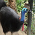 कैसोवरी पक्षी से जुड़े रोचक व् दिलचस्प तथ्य ! Cassowary Bird Facts in Hindi