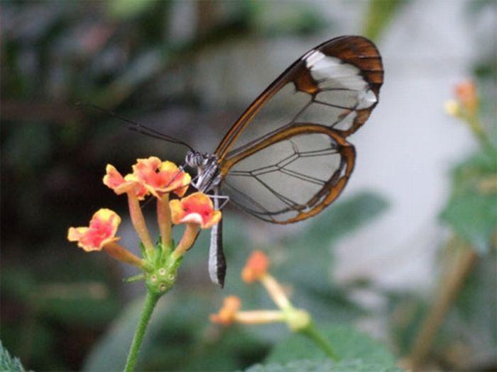 Transparent Butterfly