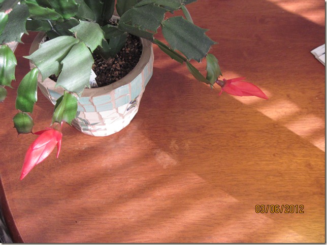 Christmas Cactus 004