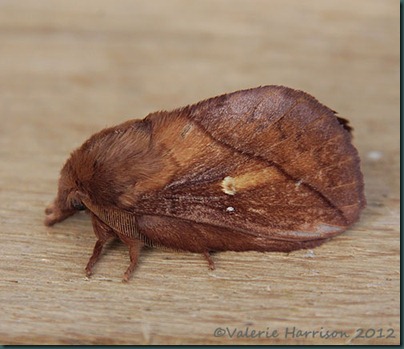 Drinker-Moth-4