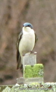 Tree Swallow