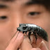  Νεαρός Ιάπωνας είχε σχέση επί έναν χρόνο με κατσαρίδα και όταν η «αγαπημένη» του πέθανε την έφαγε