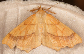 August Thorn, Ennomos quercinaria.  Hayes, 25 July 2016.