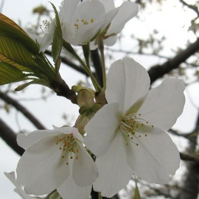 Yamazakura (Bunga Sakura Liar)