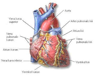 Organ Jantung pada Sistem Peredaran Darah