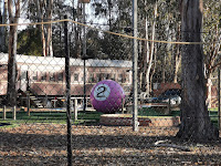 BIG Pool Ball at the Yarralumla Play Station | ACT BIG Things