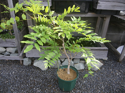 [コンプリート！] 藤の花 鉢植え 育て方 285846-藤の花 鉢植え 育て方