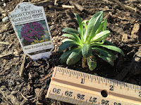 Aster novae-angliae 'Purple Dome'