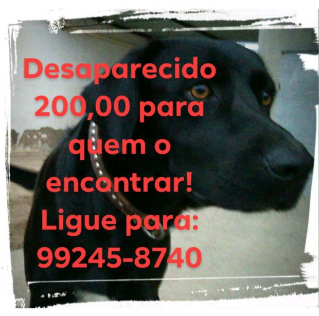 Família oferece recompensa de R$ 200,00 para quem devolver cachorro desaparecido