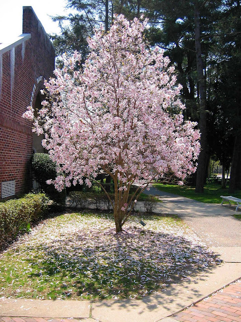 Star-Magnolia-Tree