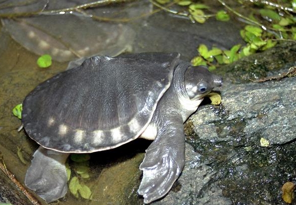 21+ Hewan Reptil Seperti Buaya Dan Kura-kura Bernapas Dengan