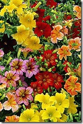 salpiglossis