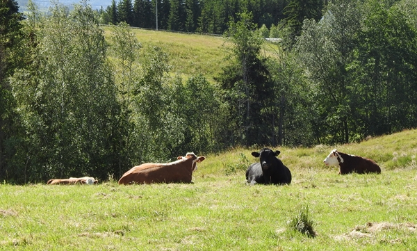 kviger ammekyr hereford
