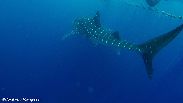 Whale Shark Mafia Island tanzania