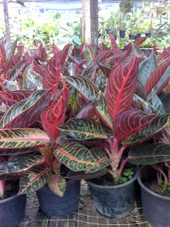 Taman Bunda Daftar Nama Aglaonema 