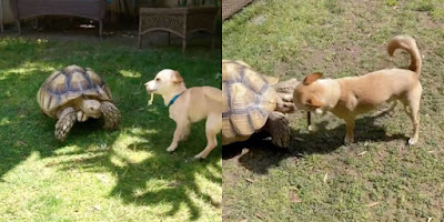 Una tortuga gigante y un perro son mejores amigos