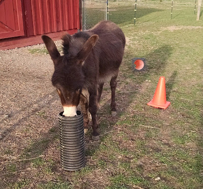 miniature donkey with piece of plastic drain pipe