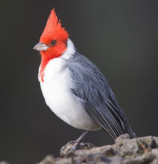 Suara burung kardinal jambul merah