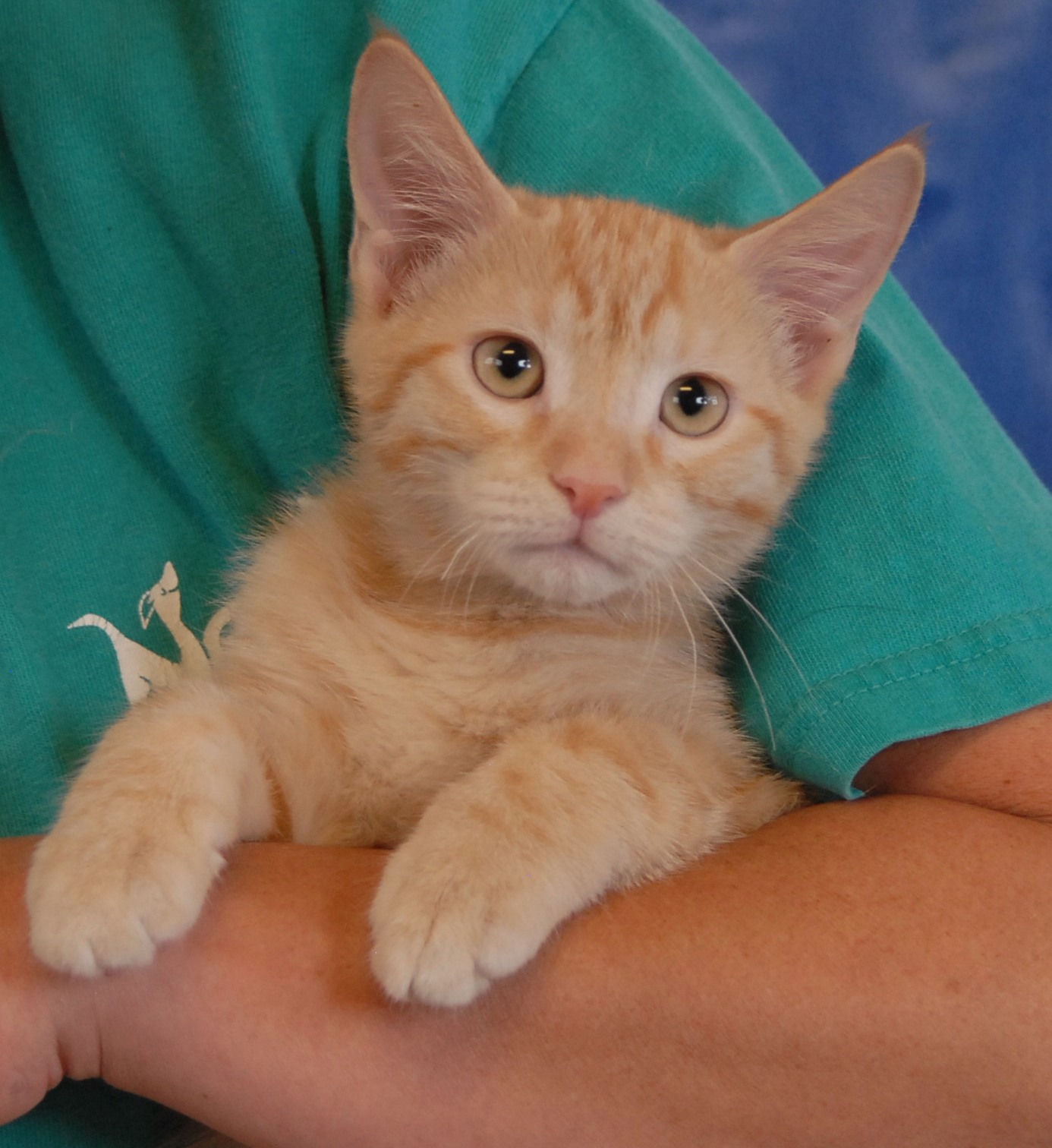 The Spice Kittens  debut for adoption today 