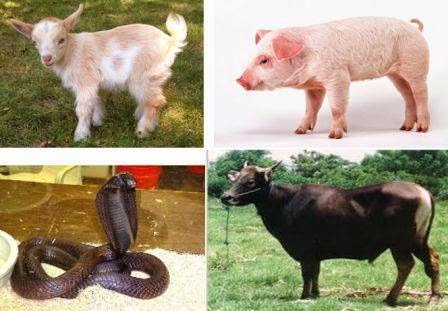 Pengertian Binatang  yang Halal  dan Haram Mari Belajar 