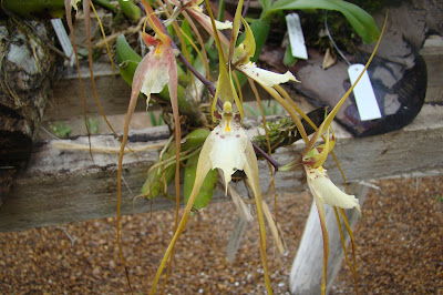 Brassia chloroleuca - The Green and White Brassia care and culture