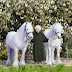 Queen’s 96th birthday celebrated with release of new photograph