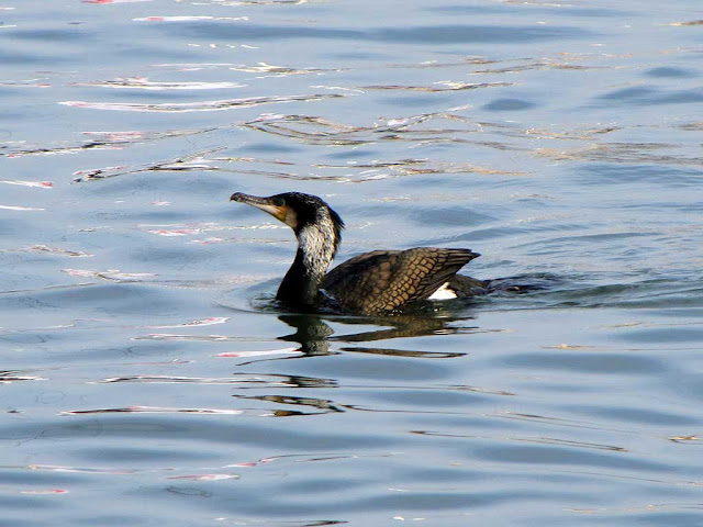 Cormorant, Porto Mediceo, Livorno